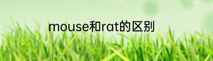 mouse和rat的区别