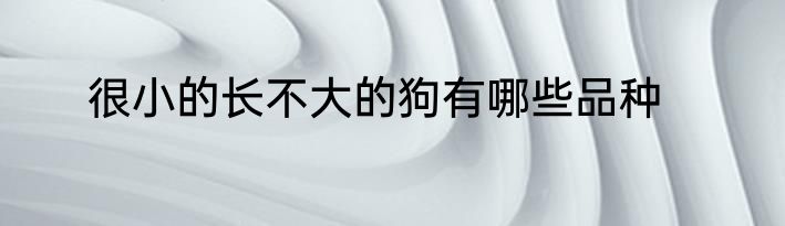 很小的长不大的狗有哪些品种