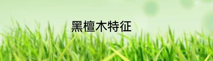 黑檀木特征