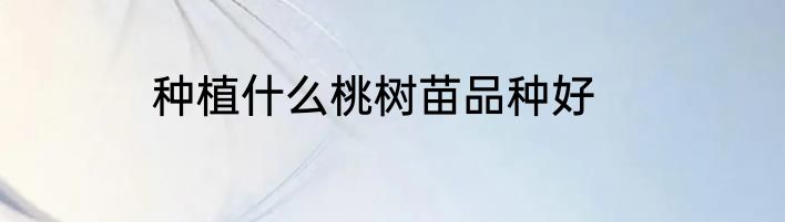 种植什么桃树苗品种好