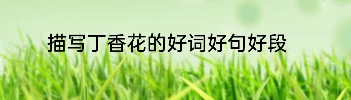描写丁香花的好词好句好段