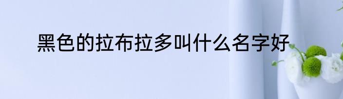 黑色的拉布拉多叫什么名字好
