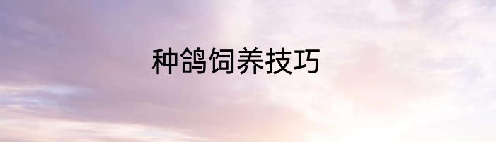 种鸽饲养技巧