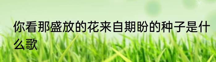 你看那盛放的花来自期盼的种子是什么歌