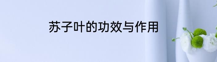 苏子叶的功效与作用