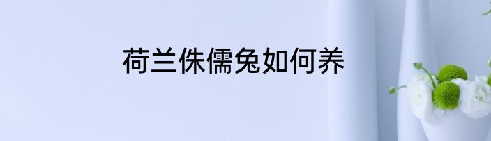 荷兰侏儒兔如何养