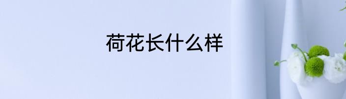 荷花长什么样