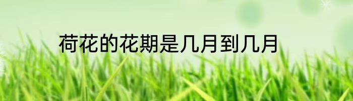 荷花的花期是几月到几月