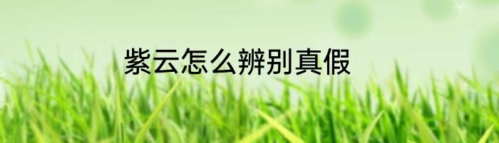 紫云怎么辨别真假