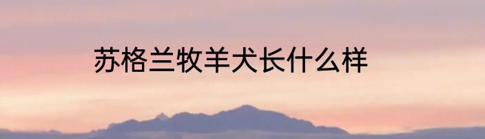 苏格兰牧羊犬长什么样