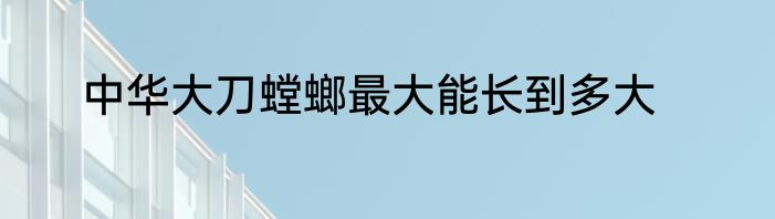 中华大刀螳螂最大能长到多大
