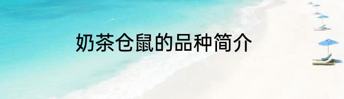 奶茶仓鼠的品种简介