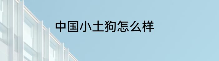 中国小土狗怎么样