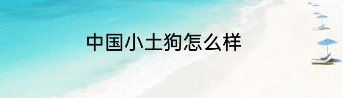 中国小土狗怎么样