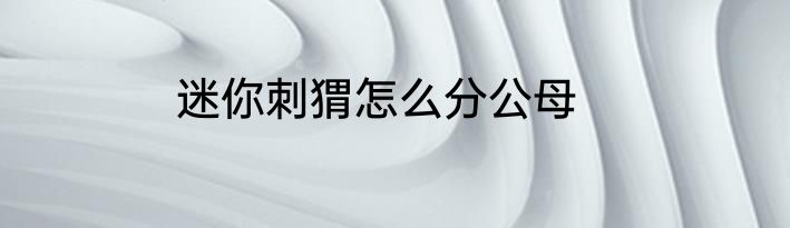 迷你刺猬怎么分公母