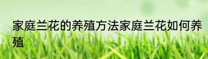 家庭兰花的养殖方法家庭兰花如何养殖