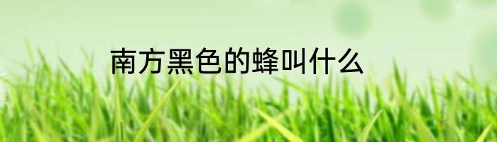 南方黑色的蜂叫什么