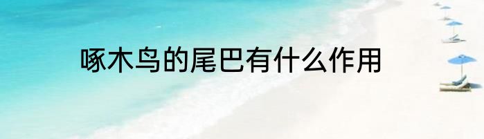 啄木鸟的尾巴有什么作用