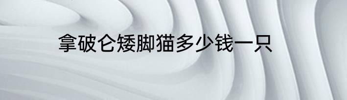 拿破仑矮脚猫多少钱一只