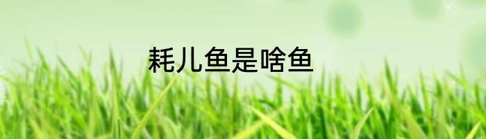 耗儿鱼是啥鱼