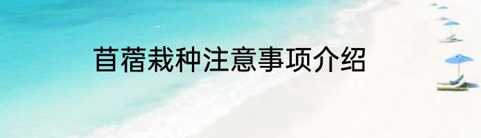 苜蓿栽种注意事项介绍