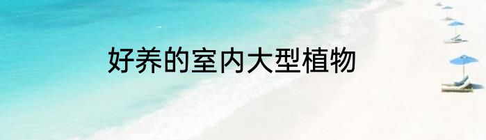 好养的室内大型植物