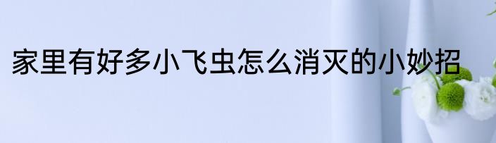 家里有好多小飞虫怎么消灭的小妙招