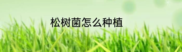 松树菌怎么种植