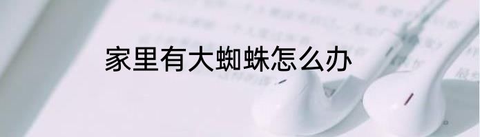 家里有大蜘蛛怎么办