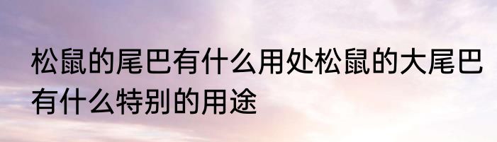 松鼠的尾巴有什么用处松鼠的大尾巴有什么特别的用途