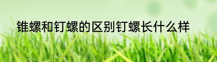 锥螺和钉螺的区别钉螺长什么样