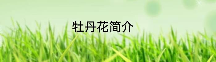 牡丹花简介