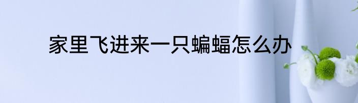 家里飞进来一只蝙蝠怎么办
