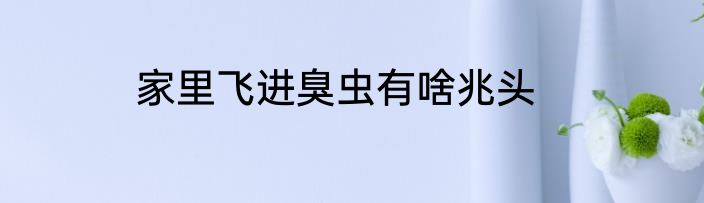 家里飞进臭虫有啥兆头