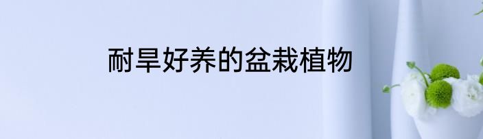 耐旱好养的盆栽植物
