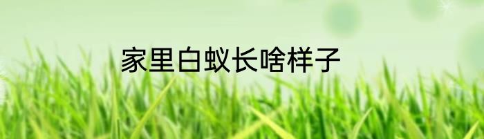 家里白蚁长啥样子
