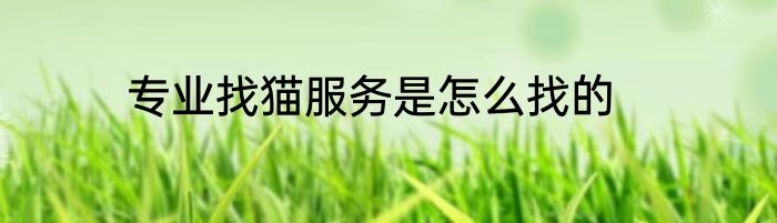 专业找猫服务是怎么找的