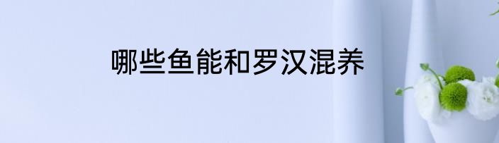 哪些鱼能和罗汉混养