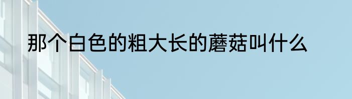 那个白色的粗大长的蘑菇叫什么