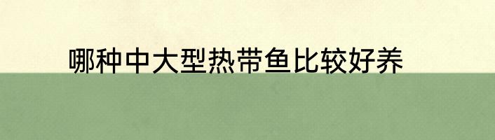 哪种中大型热带鱼比较好养