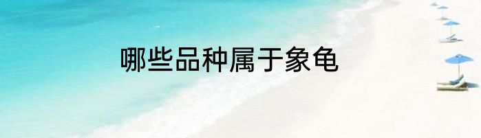 哪些品种属于象龟