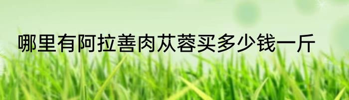 哪里有阿拉善肉苁蓉买多少钱一斤