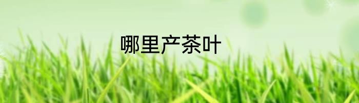 哪里产茶叶