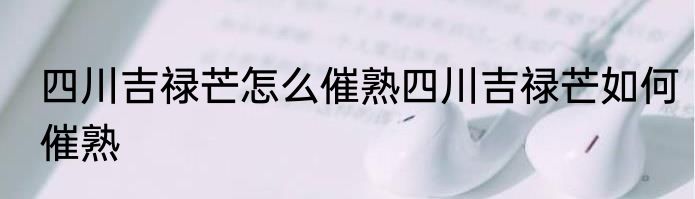 四川吉禄芒怎么催熟四川吉禄芒如何催熟