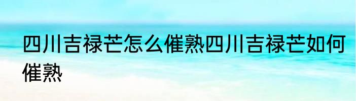 四川吉禄芒怎么催熟四川吉禄芒如何催熟
