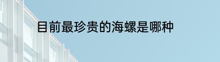 目前最珍贵的海螺是哪种