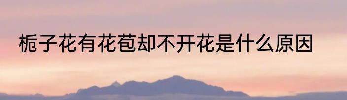 栀子花有花苞却不开花是什么原因