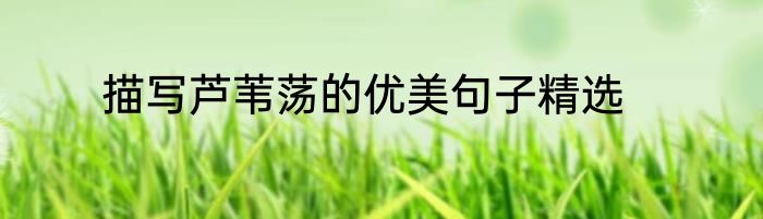 描写芦苇荡的优美句子精选