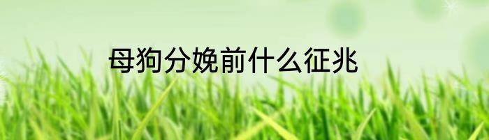 母狗分娩前什么征兆