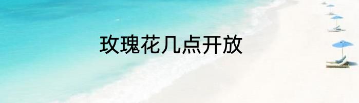 玫瑰花几点开放